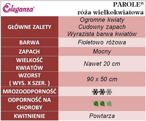 Parole róże wielkokwiatowe gł. zal